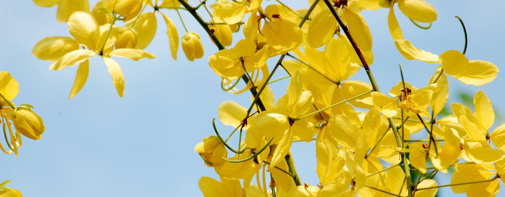 5 fleurs emblématiques de l’Indochine