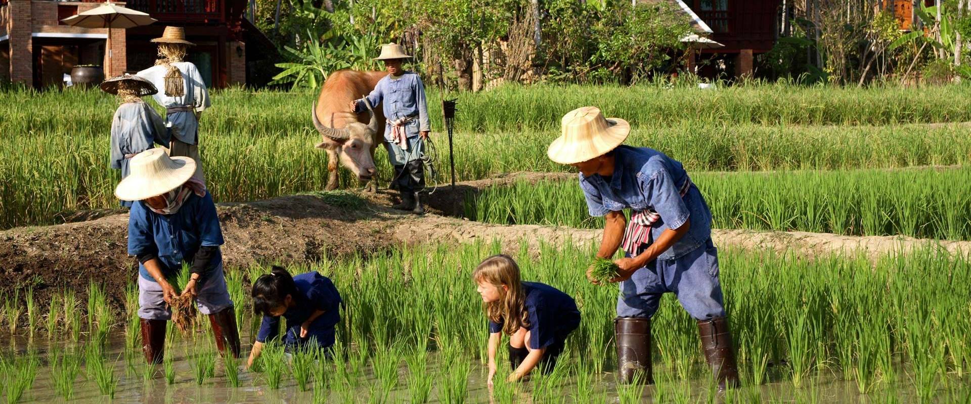 Top 10+ circuits en Thaïlande en familles et les enfants recommandés par des experts locaux