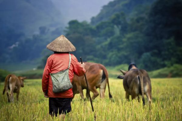 Une journée dans la peau d’un fermier vietnamien à Ninh Binh