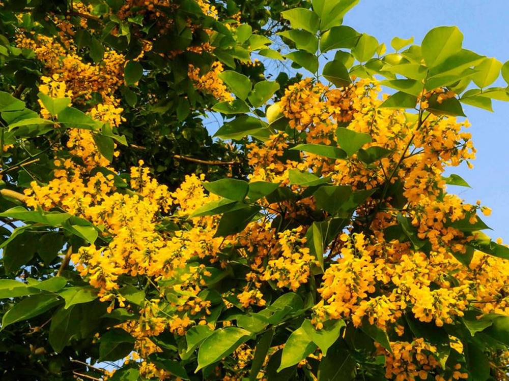 padauk