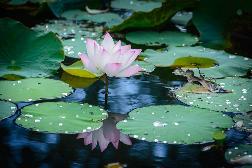 lotus