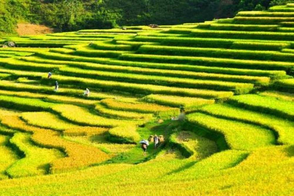 Vue panoramique de Pù Luông pendant la saison des récoltes.