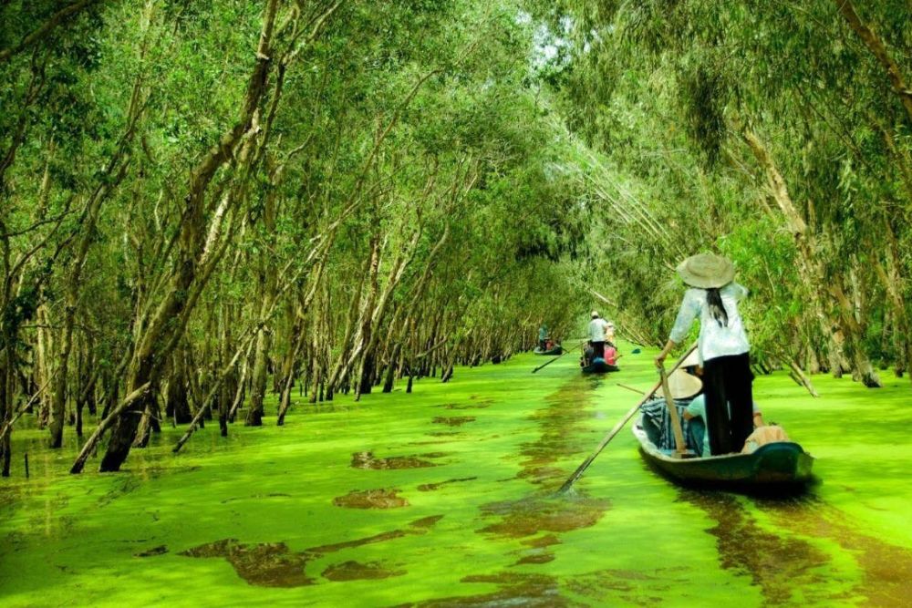 Forêt de cajeput Tra Su