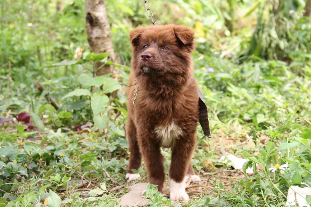 Guide de voyage de Bac Ha, Vietnam